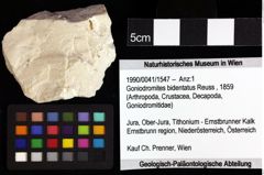 Foto (Objket + Etiketten) von Goniodromites bidentatus (Reuss, 1859) 